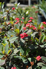 Crown Of Thorns 6in 11864