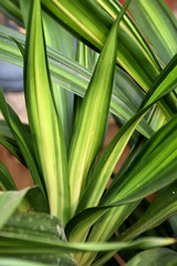Rikki Dracaena 6in 11891