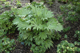 Spider's Web Japanese Fatsia 6in 11908