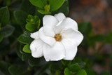 Gardenia 6in 11928