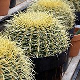 Golden Barrel Cactus 6in 11934