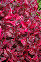 Blood Leaf 6in 11963