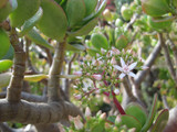 Jade Plant CRASSULA 6 in 11972