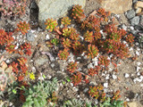 Jelly Bean Plant 6in 11980