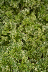 Variegated Ming Aralia Stump 6in 12023
