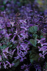 Mona Lavender Swedish Ivy 6in 12026