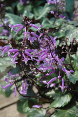 Mona Lavender Swedish Ivy 6in 12026