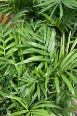 Neanthe Bella Palm 6in 12038