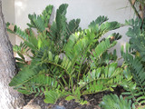 Cardboard Palm 6in 12059