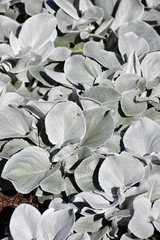 Angel Wings&reg; Senecio 6in 12146