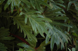 Xanadu Philodendron 6in 12202