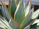 Blue Glow Agave 8in 12373