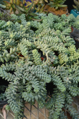 Burro's Tail 8in 12413