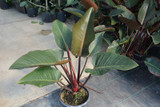 Rojo Congo Philodendron 8in 12427