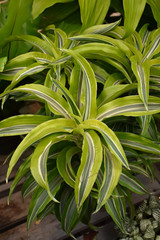 Lemon Lime Dracaena 8in 12441
