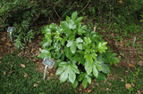 Japanese Fatsia 8in 12451