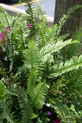 Kimberly Queen Australian Sword Fern 8in 12455