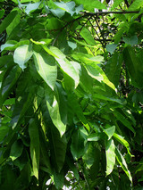 Weeping Fig 8in 12458