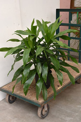 Janet Craig Dracaena 8in 12489