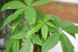 Money Tree 8in 12503
