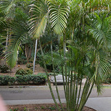 Areca Palm 8in 12512