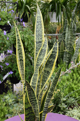 Striped Snake Plant 8in 12552