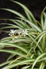 Spider Plant 8in 12556
