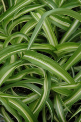 Variegated Spider Plant 8in 12558