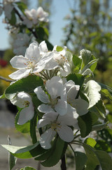 Cortland Apple #5 13017