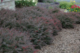 Crimson Pygmy Japanese Barberry #2 13257