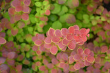Sunjoy&reg; Tangelo Japanese Barberry #2 13271