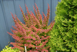 Sunjoy&reg; Tangelo Japanese Barberry #2 13271