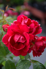 Blaze Rose #5 14167