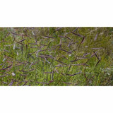 Bulk Native Blue Grama Grass Seed 1lb 14267