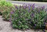 Miss Violet Butterfly Bush #3 14655