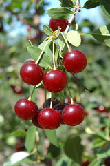 Cupid Cherry #2 14805