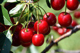 Mesabi Cherry #5 14812