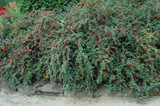 Cranberry Cotoneaster #2 15093