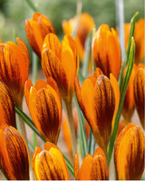 Crocus Orange Monarch Bulk 15165