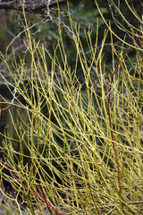 Flaviramea Dogwood #5 15454