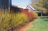 Flaviramea Dogwood #5 15454