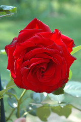 Dublin Bay Rose #3 15612