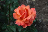 Easy Does It Rose #3 15708