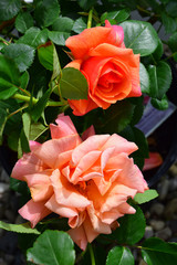Easy Does It Rose #3 15708