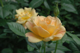 Easy Going&trade; Rose #3 15713
