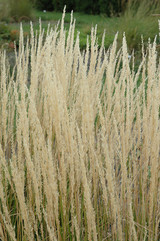 Karl Foerster Reed Grass #2 15988