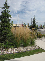 Karl Foerster Reed Grass #2 15988