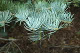 White Fir #5 16079