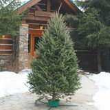 FRESH CUT BALSAM FIR 6-7 FT 16348