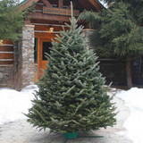 FRESH CUT FRASER FIR 6-7 FT 16365
